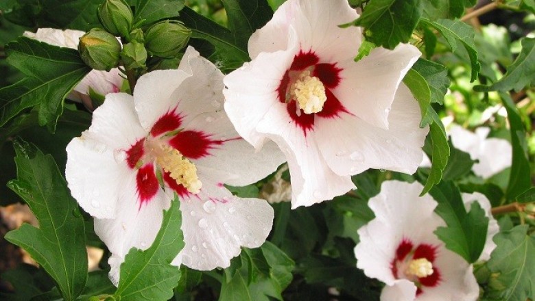 Cây Râm bụt kép. Hibiscus syriacus L. - Cây Thuốc Nam Quanh Ta